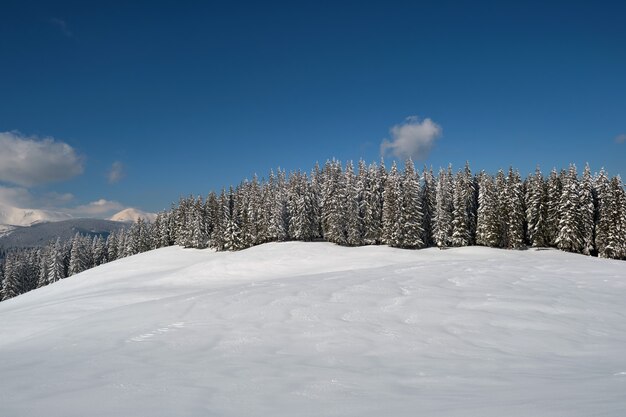 Pinheiros cobertos de neve fresca caída na floresta de montanha de inverno em um dia frio e brilhante.