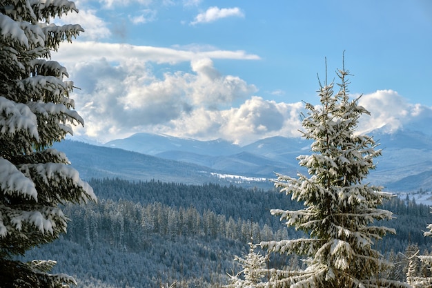 Pinheiros cobertos de neve fresca caída na floresta de montanha de inverno em um dia frio e brilhante.