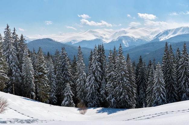 Pinheiros cobertos de neve fresca caída na floresta de montanha de inverno em um dia frio e brilhante.