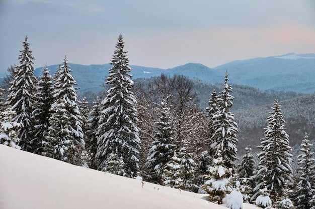 Pinheiros cobertos de neve fresca caída na floresta de montanha de inverno em um dia frio e brilhante.