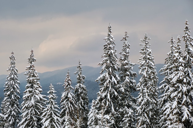 Pinheiros cobertos de neve fresca caída na floresta de montanha de inverno na noite fria e sombria.