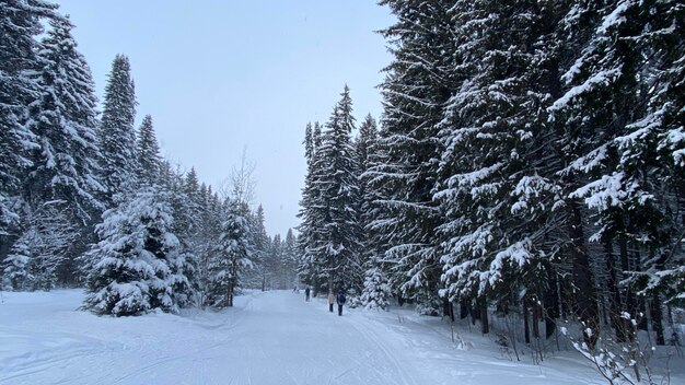 Pinheiros cobertos de neve na floresta contra o céu