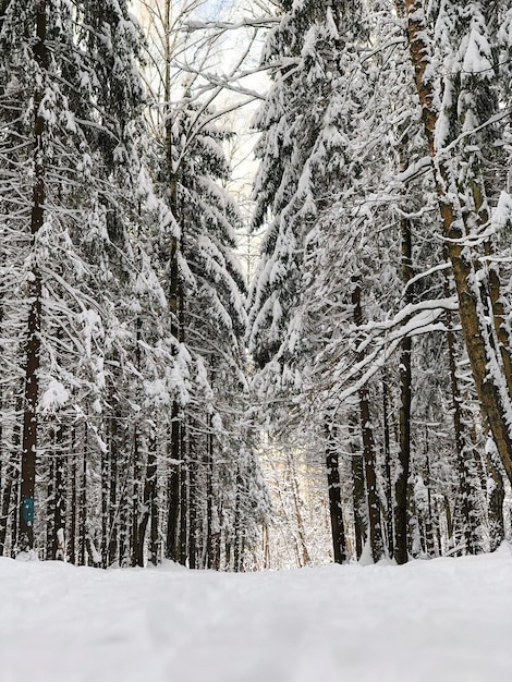 Foto pinheiros cobertos de neve na floresta de inverno
