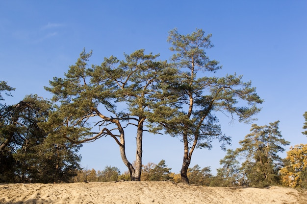 Pinheiros crescem em dunas de areia.