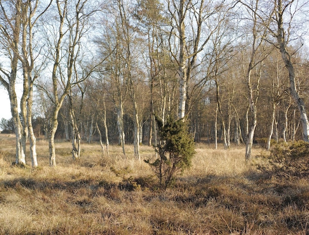 Pinheiros crescendo em uma floresta com grama seca durante a temporada de outono Paisagem de troncos altos e finos com galhos nus na natureza durante o outono Flora não cultivada e selvagem crescendo na floresta