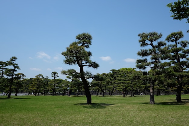 pinheiros crescendo no parque no centro de Tóquio, Japão