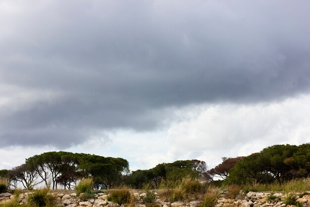 Pinheiros do sul sob um céu tempestuoso roxo com nuvens