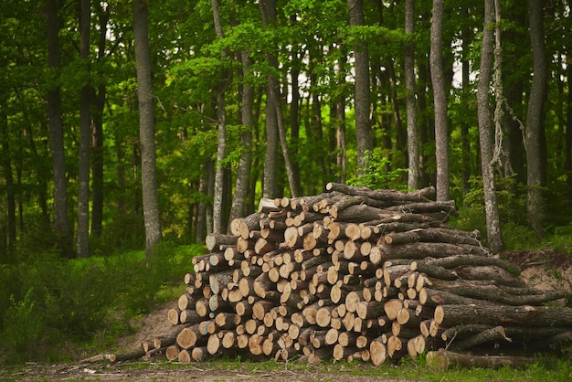 Pinheiros e abetos da floresta Troncos de toras empilham a indústria madeireira madeireira