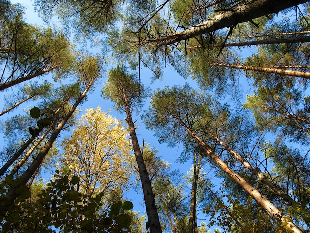 Pinheiros e bétulas douradas no fundo do céu azul em um dia ensolarado de outono