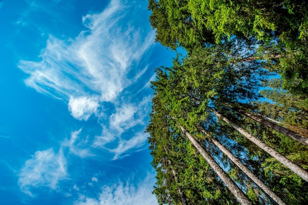 Pinheiros em um fundo de céu azul com nuvens