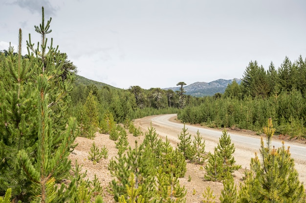 Pinheiros exóticos invasores em florestas de Araucárias, Neuquen, Patagônia Argentina.