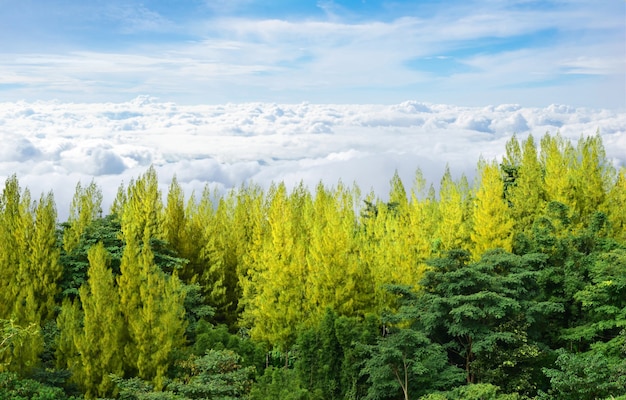 Pinheiros isolados na neblina da natureza e o céu claro