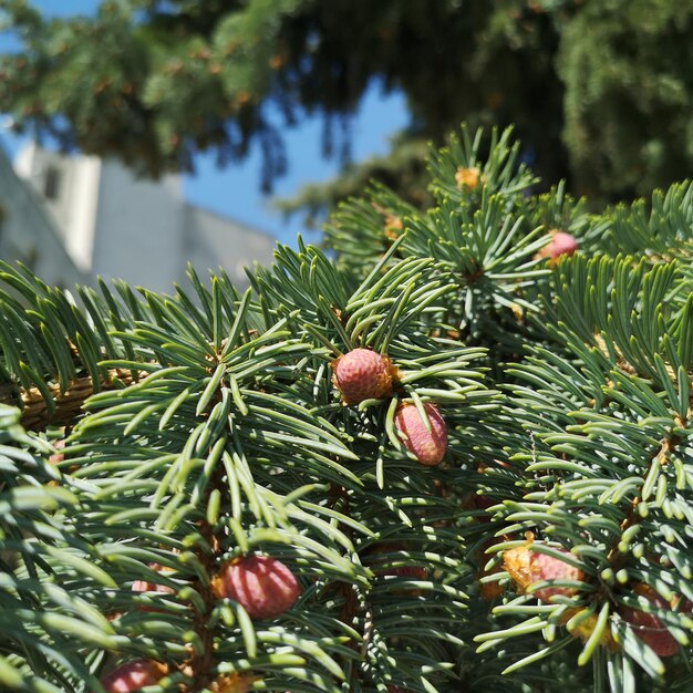 Foto pinheiros jovens com o início de cones de fundo natural