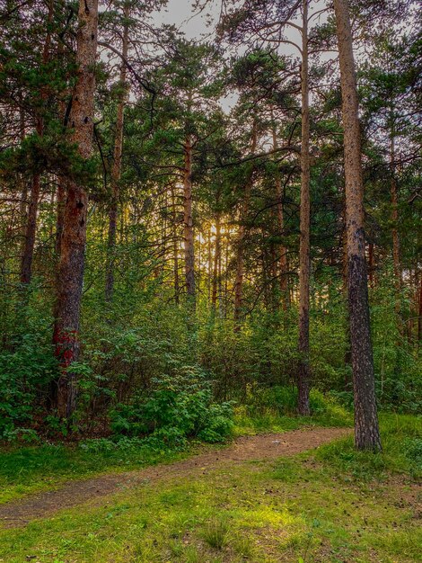 Foto pinheiros na floresta ao pôr-do-sol bela paisagem de verão