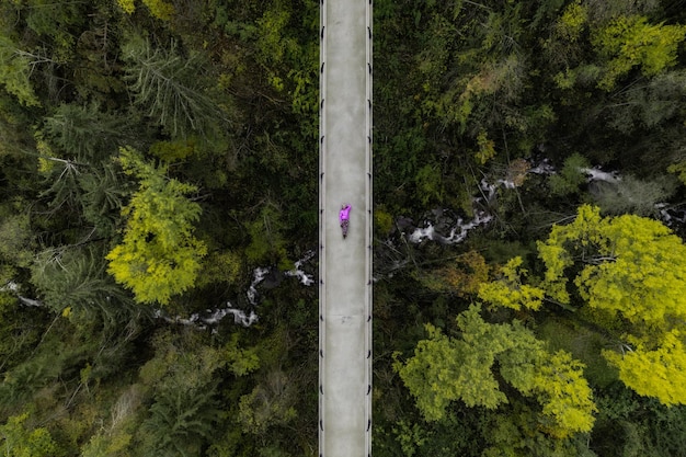 Foto pinheiros na floresta