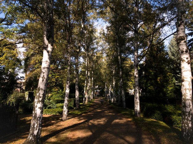 Pinheiros na floresta