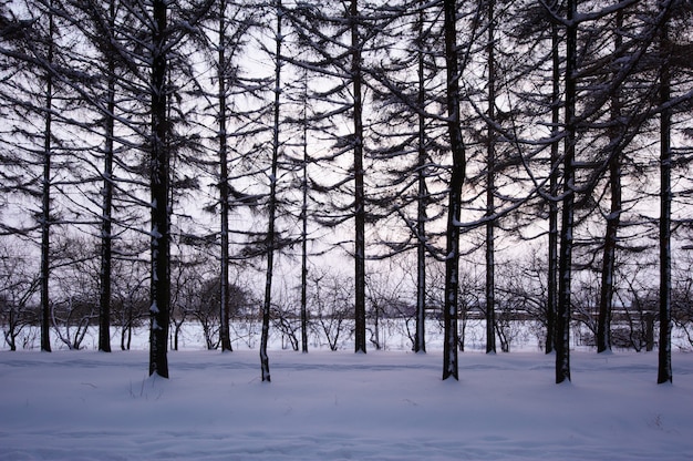 Pinheiros na neve do inverno