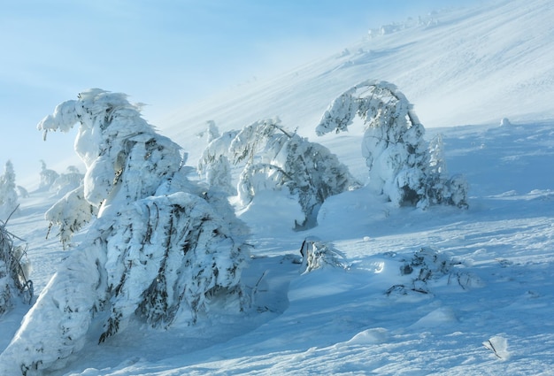 Pinheiros nevados gelados na colina da manhã de inverno em tempo nublado e ventoso.