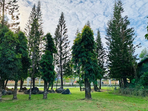 Foto pinheiros no parque