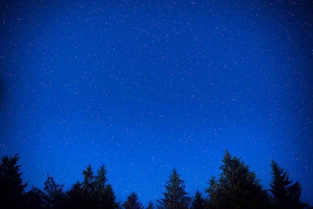 Pinheiros noturnos de azul escuro sobre o céu com muitas estrelas. fundo da via láctea