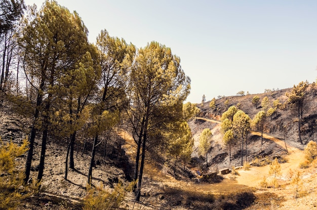 Pinheiros queimados queimados após o incêndio em Nerva, Andaluzia