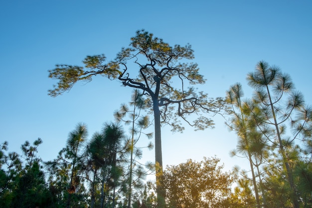 Pinho, com, céu azul