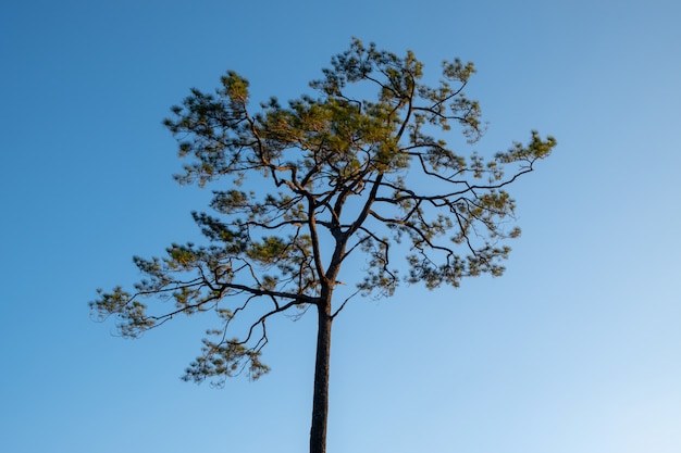 Pinho, com, céu azul