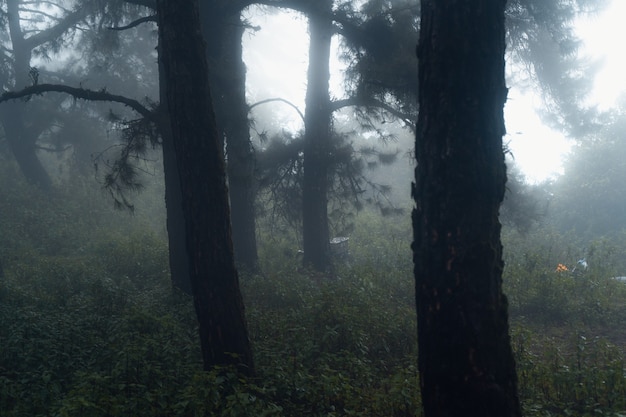 Pinho da floresta na Ásia, estrada para a floresta em um dia de neblina