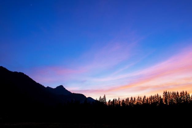 Pinho e noite céu azul e rosa