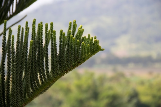 Pinho e vista para a montanha. Natureza bela.