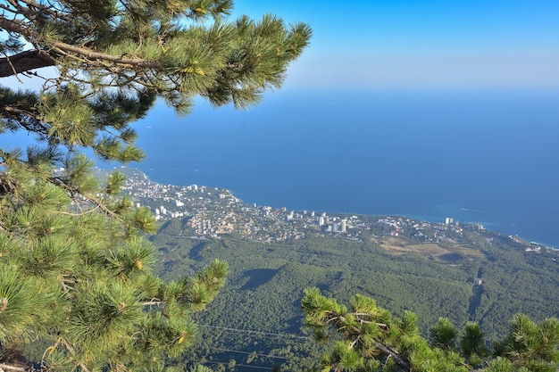 Pinho na falésia com vista panorâmica da cidade