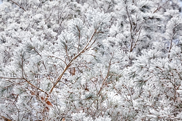 Pinho. ramos de abeto. veja de baixo. floresta de inverno