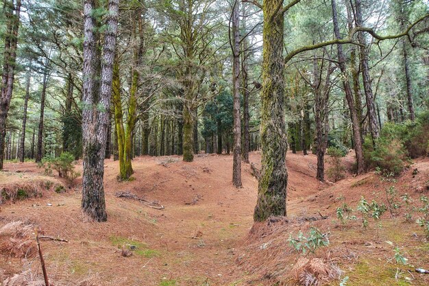 Pinien in einem Wald im Winter auf den Bergen Landschaft von vielen trockenen Baumstämmen auf einem sandigen Hügel Eine wilde leere Umgebung auf dem Berg von La Palma Kanaren Spanien im Herbst