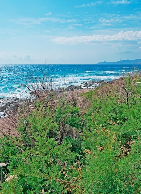 Pinien von Bosa Shore Sardinia