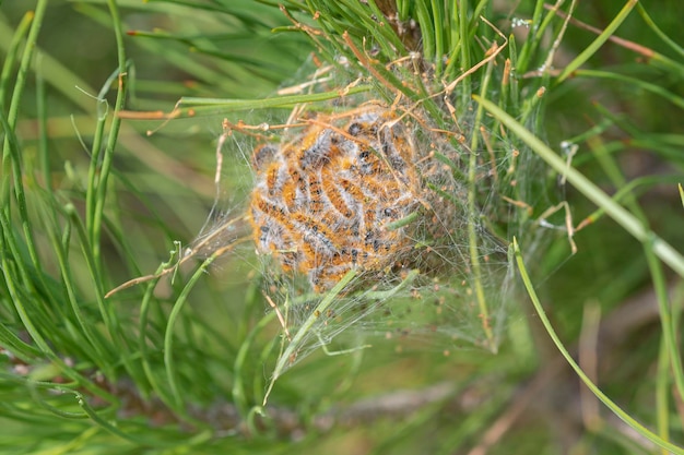 Pinienprozessionsspinner Thaumetopoea pityocampa Malaga Spanien