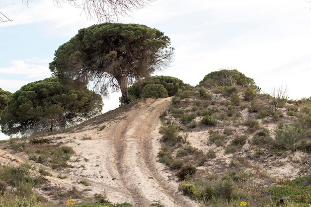 Pinienwald Donana National Park Umweltpflegekonzept