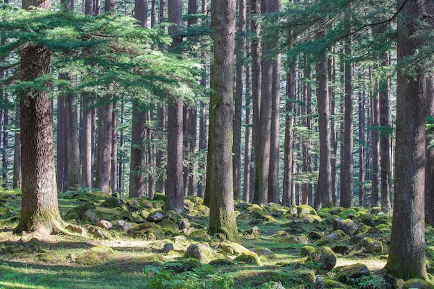 Pinienwald im indischen Bundesstaat Manali Himachal Pradesh