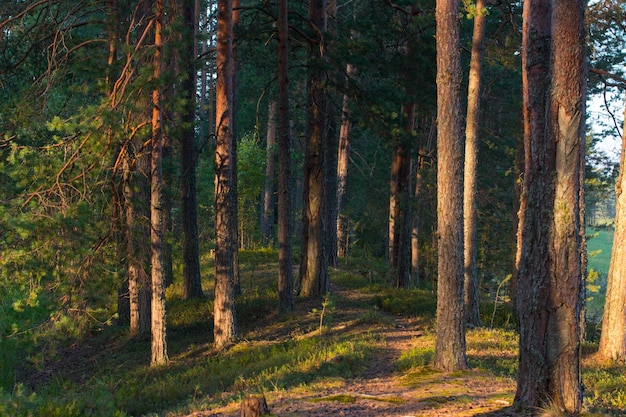 Pinienwald in der Morgendämmerung Wildlife of Karelien