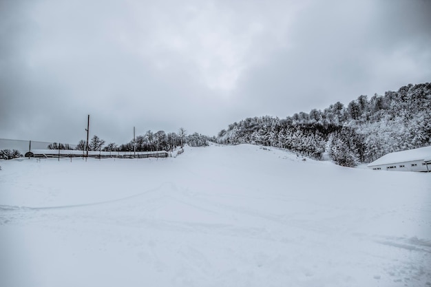 Foto pinienwald in verschneiter landschaft unter bewölktem himmel