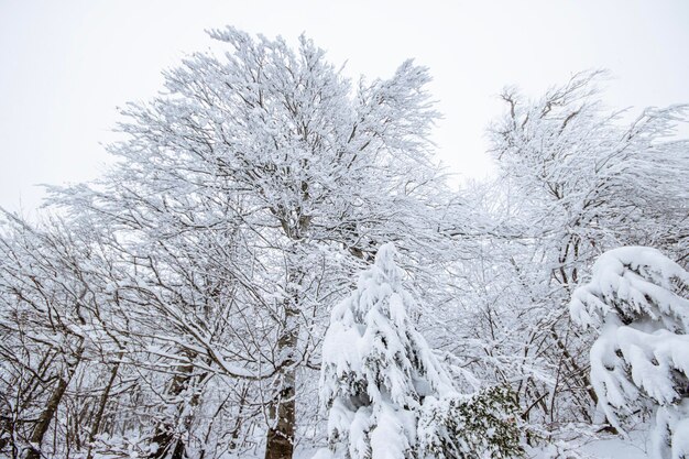 Pinienwald in verschneiter Landschaft unter bewölktem Himmel