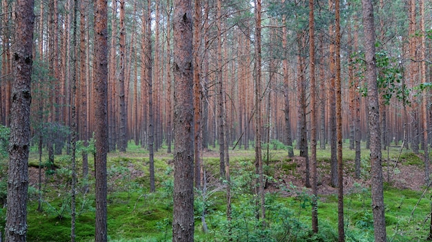 Pinienwald malerische aussicht. sommer naturlandschaft. russland