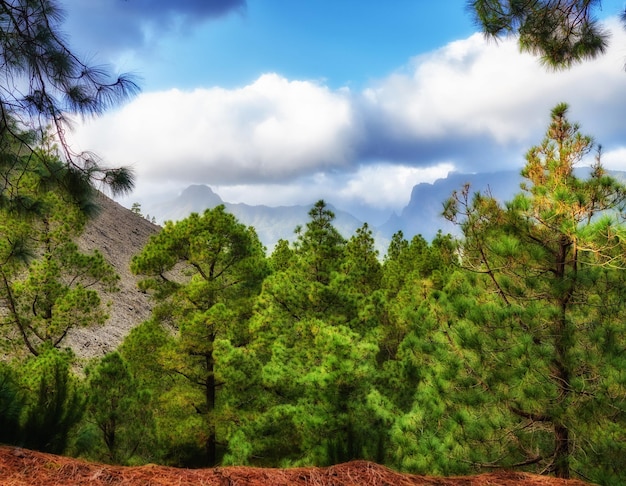 Pinienwald mit einem blauen bewölkten Himmel im Herbst Landschaft eines Hügels mit Blick auf eine grüne Umgebung Wilde Entdeckung und Erkundung in der Natur in den Bergen von La Palma Kanarische Inseln Spanien