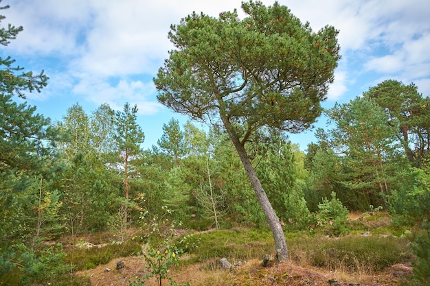 Pinienwald mit grünen Sträuchern an einem bewölkten blauen Himmel Üppiges Grün in einem abgelegenen Land oder einer ungestörten Naturumgebung Ein wunderschöner wilder Wanderort für Entdeckungsabenteuer und Erkundungen