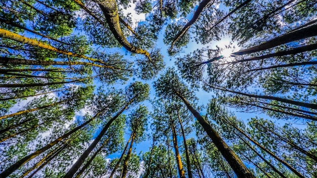 Pinienwald mit klarem Himmel am Äquator