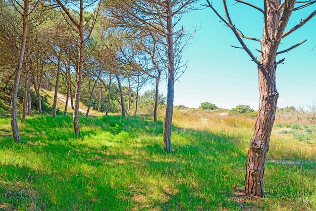 Pinienwald und grüne Wiese am Strand von Platamona Sardinien