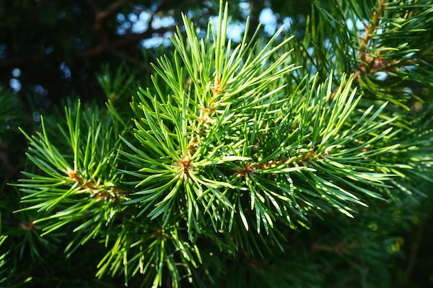 Pinienzweige zur goldenen Stunde am Abend Pinus-Kiefer eine Gattung von Koniferen und Sträuchern in der Familie der Kieferngewächse Kieferngewächse Wildlife Taiga von Karelien im Sommer