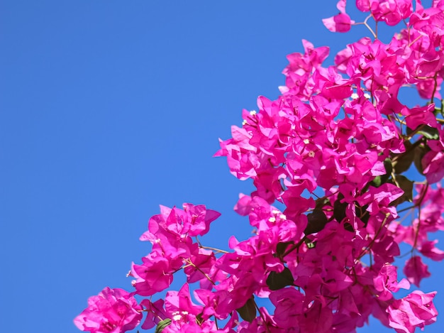 Pink Begonville Blumen gegen den blauen Himmel an einem sonnigen Tag Blumenhintergrund