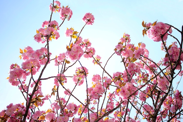 Pink Blossom Sakura en Kyoto Japón