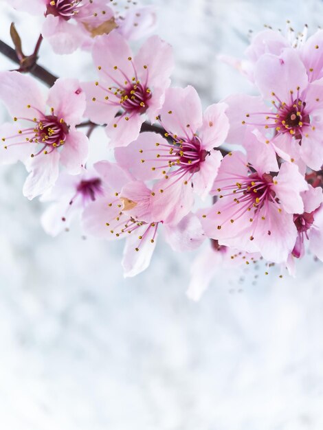 Pink Cherry Blossom Hintergrund mit Kopierbereich Cherry Tree Branch in voller Blüte