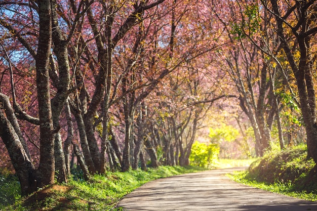 Pink Cherry Blossom Path por un hermoso camino en luz tenue